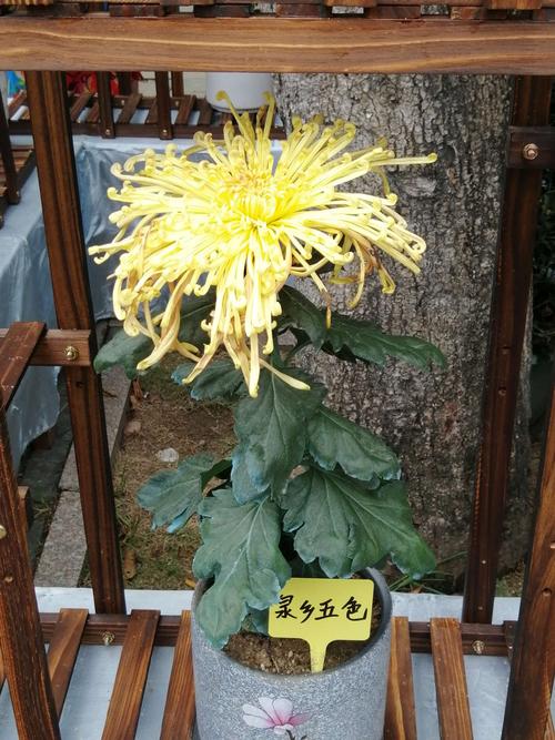 汕头市:第32届群众菊花展览!邱献平制作:2018.11.19.曰